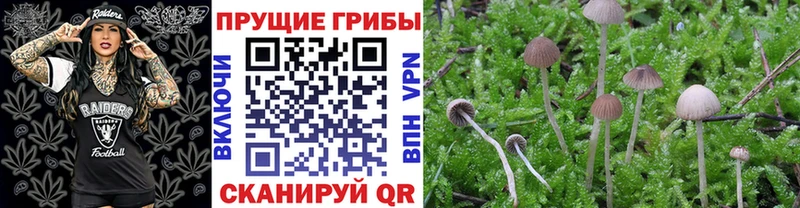 Галлюциногенные грибы Psilocybe  Купить где  Пестово 